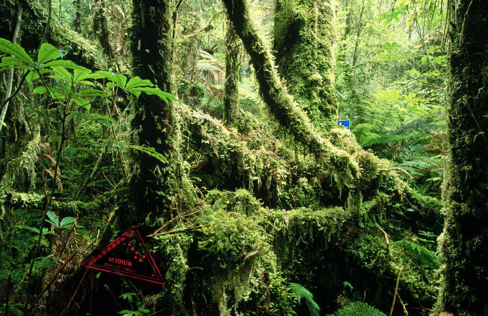 Iridium print ad: a red passport-style Iridium Satellite Phones stamp over dense, moss-covered rainforest