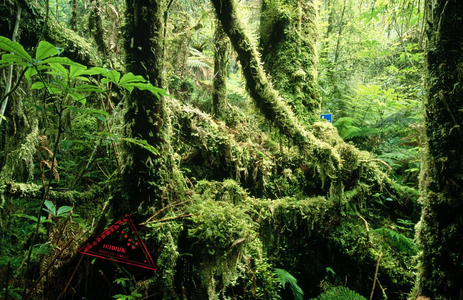 Iridium print ad: a red passport-style Iridium Satellite Phones stamp over dense, moss-covered rainforest